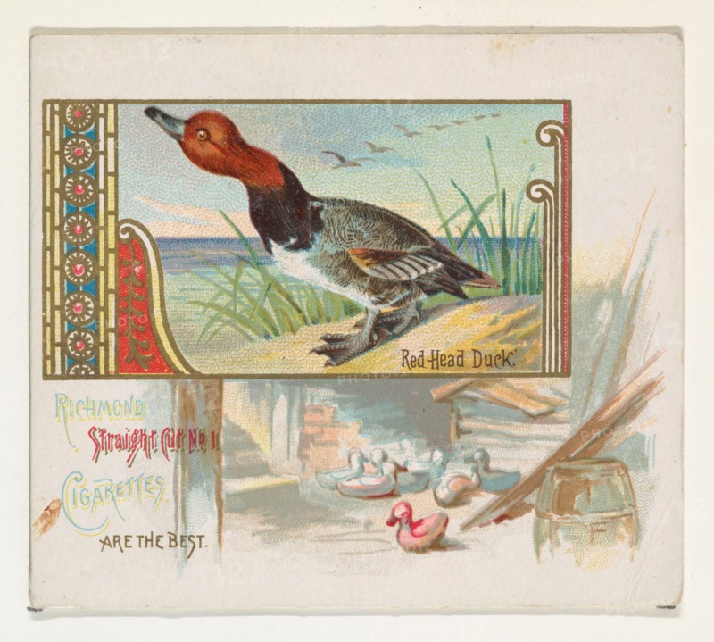 Red Head Duck, from the Game Birds series (N40) for Allen & Ginter Cigarettes, 1888-90.
