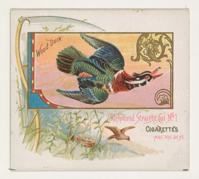 Wood Duck, from the Game Birds series (N40) for Allen & Ginter Cigarettes, 1888-90.