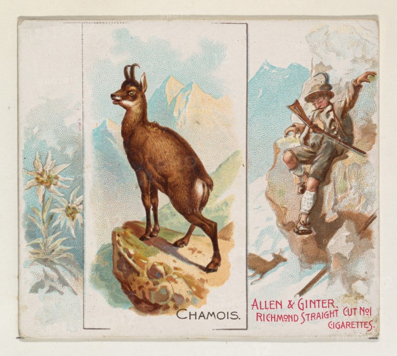 Chamois, from Quadrupeds series (N41) for Allen & Ginter Cigarettes, 1890.