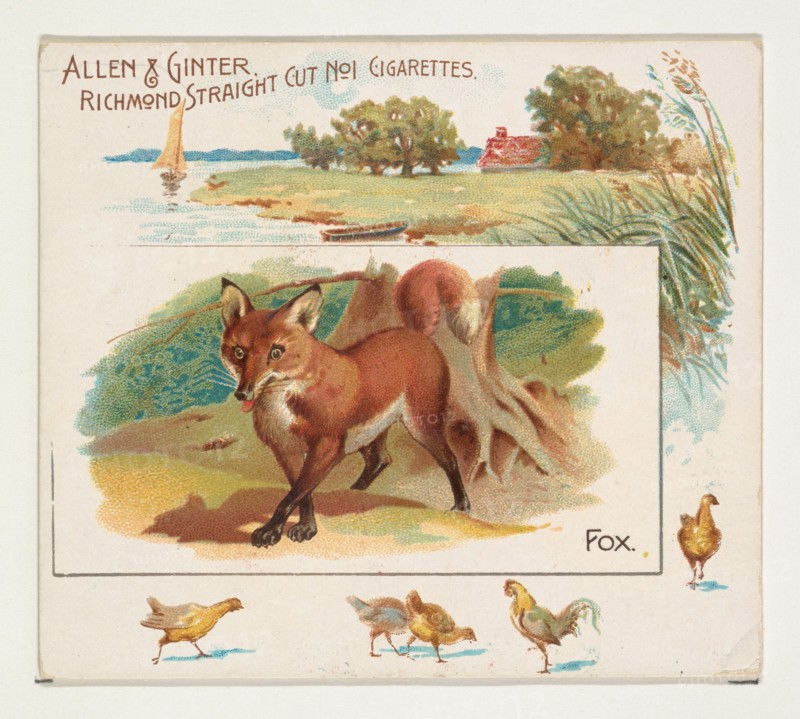 Fox, from Quadrupeds series (N41) for Allen & Ginter Cigarettes, 1890.