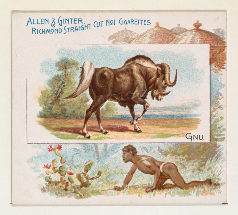 Gnu, from Quadrupeds series (N41) for Allen & Ginter Cigarettes, 1890.