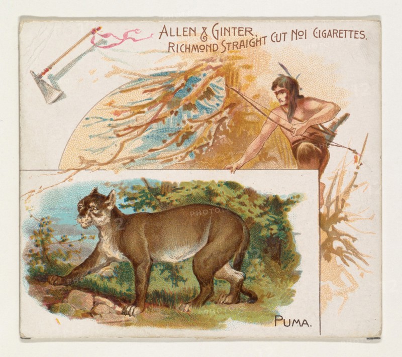 Puma, from Quadrupeds series (N41) for Allen & Ginter Cigarettes, 1890.