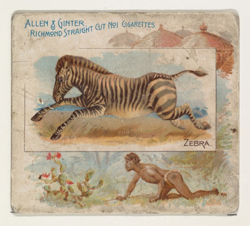 Zebra, from Quadrupeds series (N41) for Allen & Ginter Cigarettes, 1890.