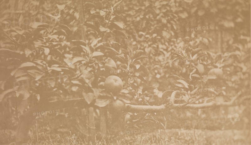 [Apple Tree Branch], ca. 1856.