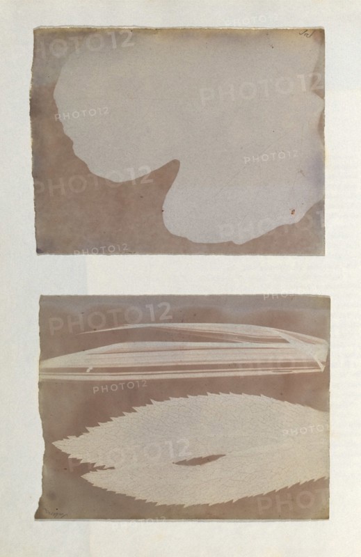 [Photogenic Drawing from Leaf], 1839-40.