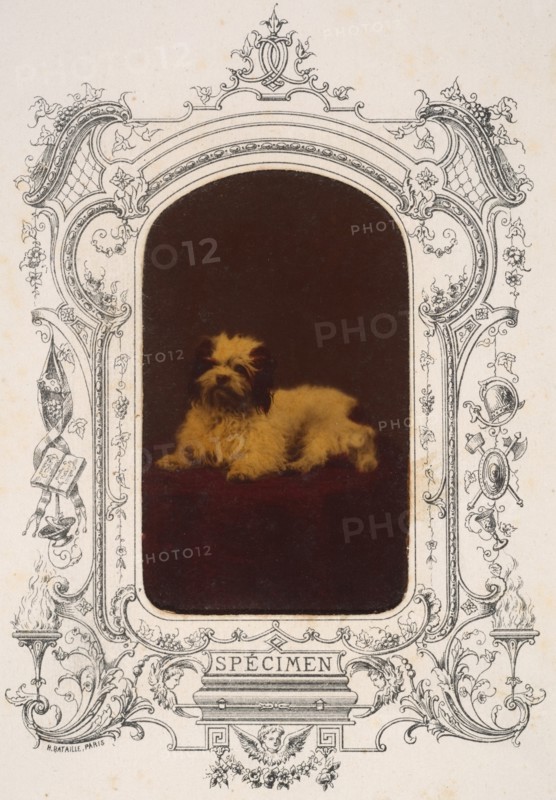 Les Chiens, 1860s.