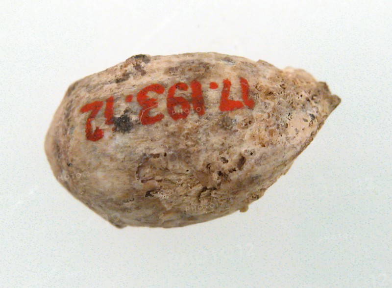 Cherry Stone from a Tomb, Frankish, 500-600.