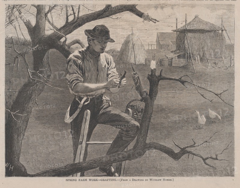 Spring Farm Work - Grafting (Harper's Weekly, Vol. XIV), April 30, 1870.