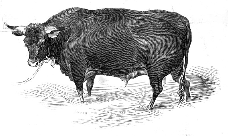 Mr. G. Turner's Devon bull