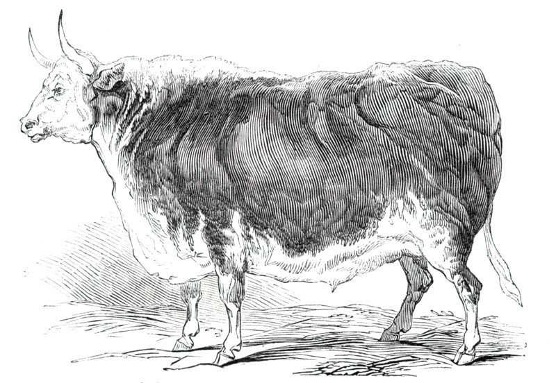 Mr. Senior's 4 years and [?] months old Hereford ox - prize £20