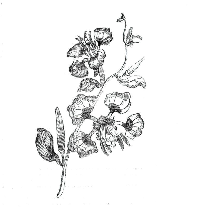 Elegant clarkia