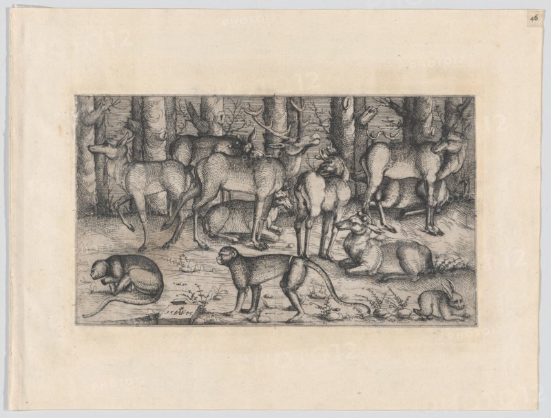 Stags in the Forest