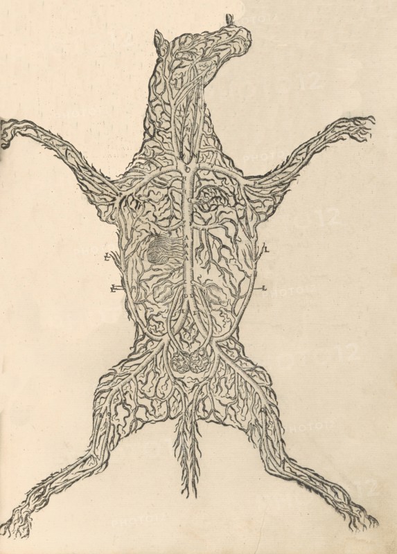 Anatomia del Cavallo. Infirmita del Cavallo