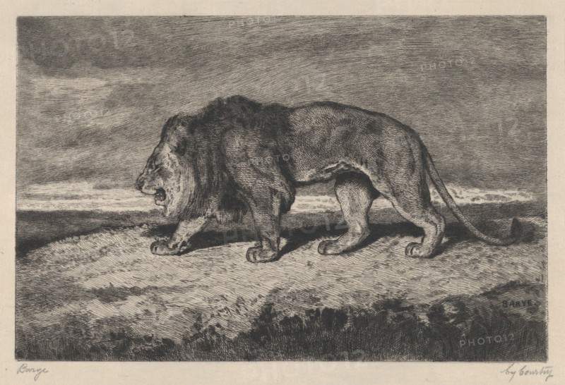 Lion walking