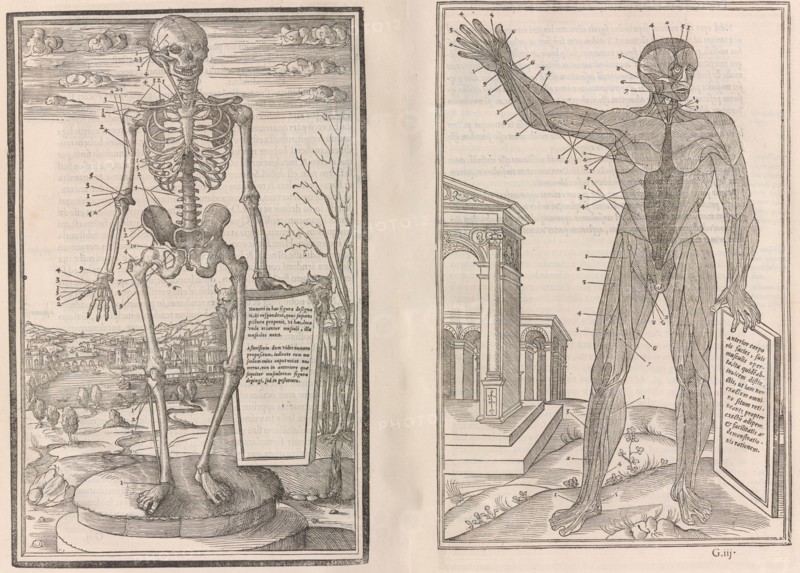 De dissectione partium corporis humani libri tres