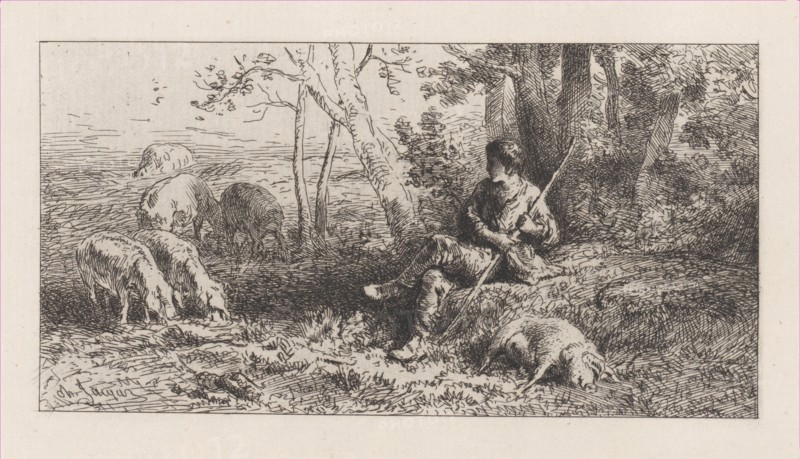 Small Pig Herd