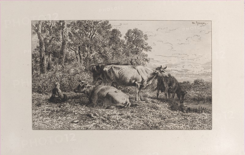 Dutch Cows