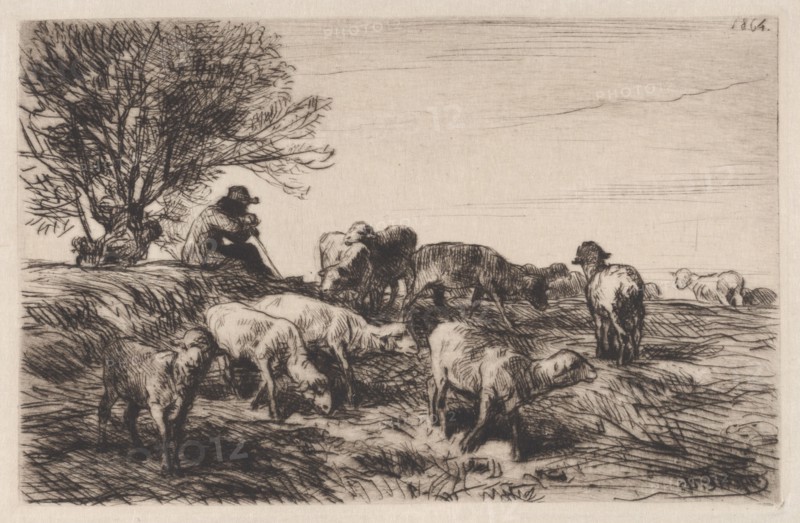 Herd of Sheep