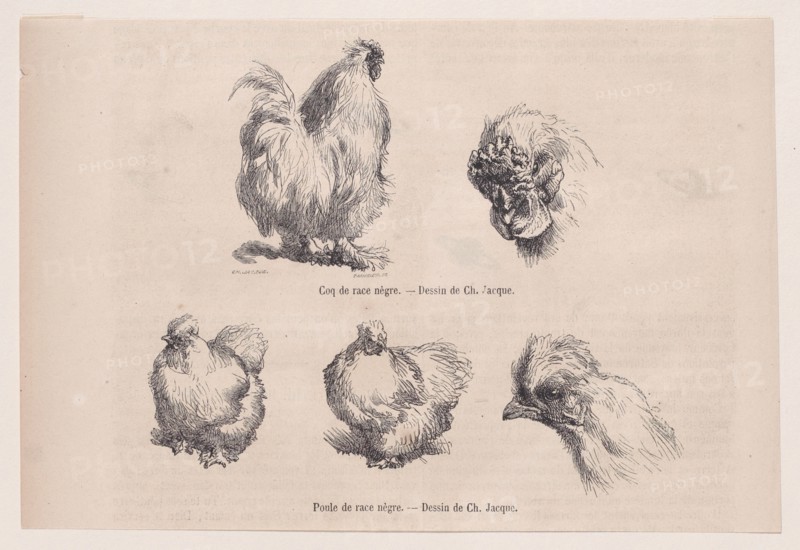 Silkie Cockerel and Silkie Hen