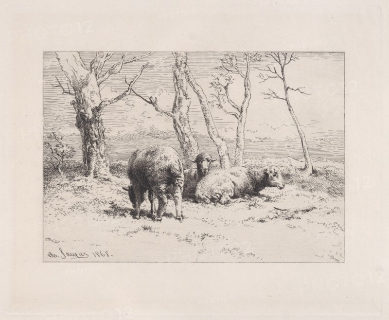 Moutons