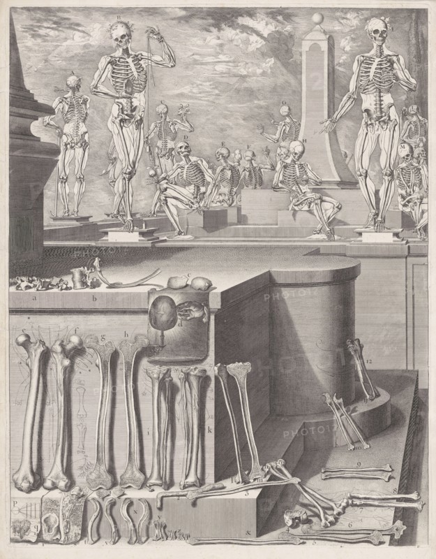Plate for the ?Atlas Anatomico? (unpublished)
