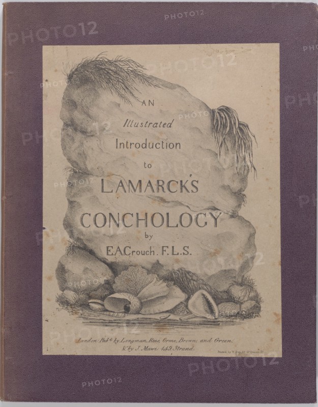 An Illustrated Introduction to Lamarck's Conchology; Contained in His Histoire Naturelle d...