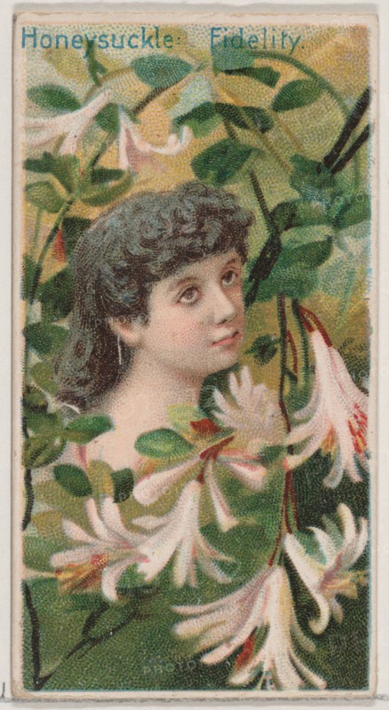 Honeysuckle: Fidelity, from the series Floral Beauties and Language of Flowers (N75) for Duke brand cigarettes, 1892.