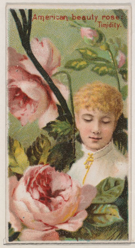 American Beauty Rose: Timidity, from the series Floral Beauties and Language of Flowers (N75) for Duke brand cigarettes, 1892.