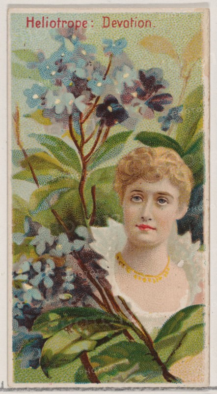 Heliotrope: Devotion, from the series Floral Beauties and Language of Flowers (N75) for Duke brand cigarettes, 1892.
