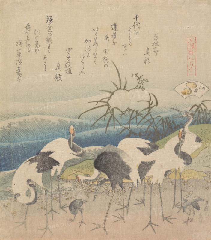 Ashi Clam, from the series "Genroku Kasen Kai-awase", 1821.