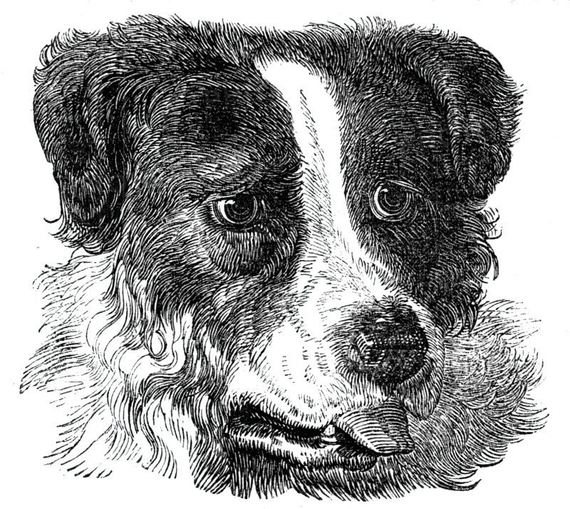 Head of the Newfoundland Dog, 1844. Creator: Unknown.