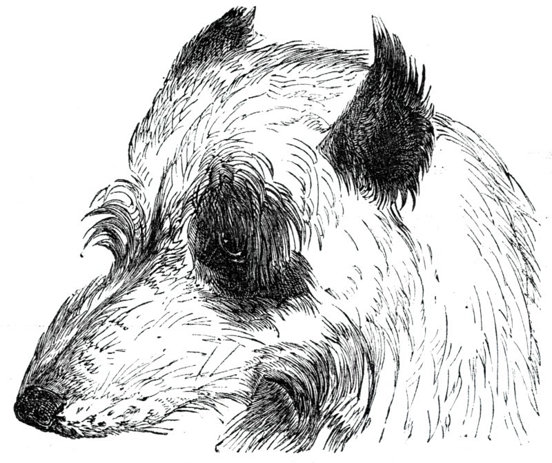 Head of the Wolf Dog , 1844. Creator: Unknown.
