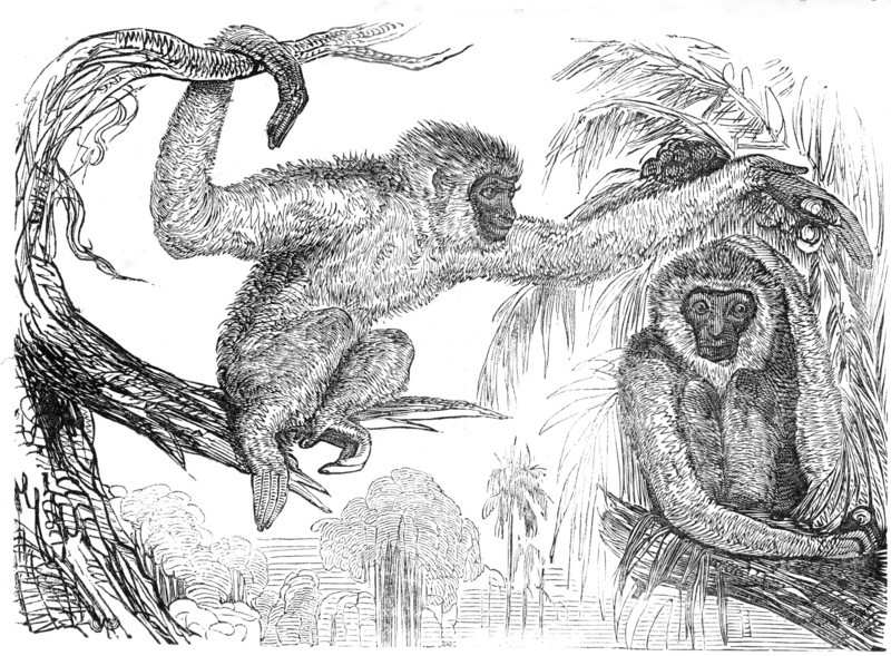 The "Wou-wou", or silvery gibbons, 1845. Creator: Unknown.