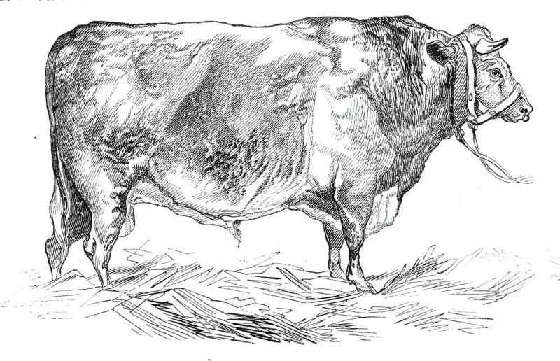 Mr. W. Fould's short-horned bull, 1844. Creator: Unknown.