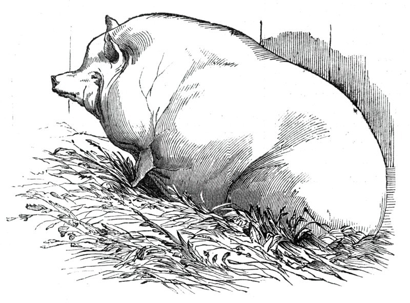 Mr. T.M. Goodlake's Wadley boar, 1844. Creator: Unknown.