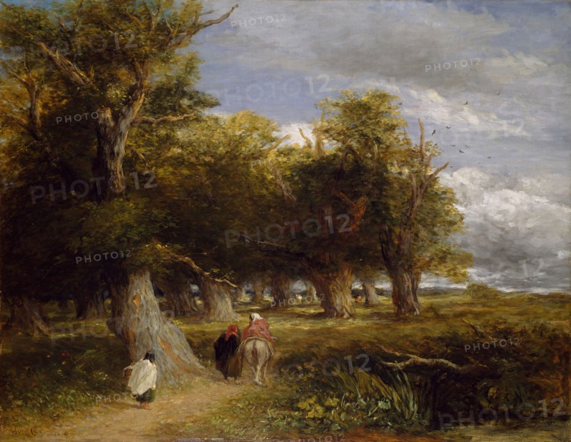 The Skirts of the Forest