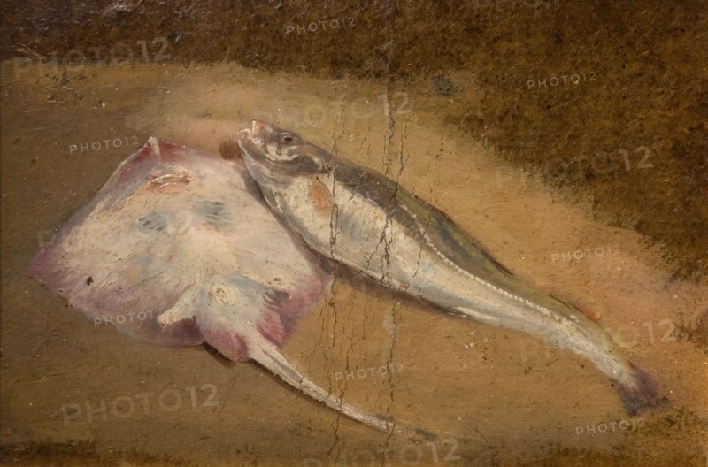 Study of Fish - Skate and Cod