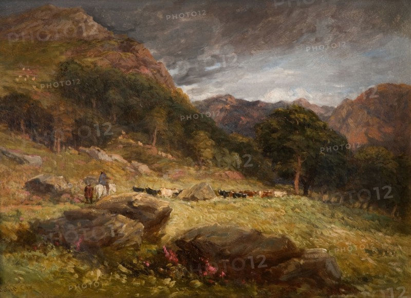 Driving Cattle