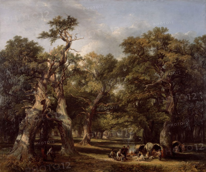A Forest Glade