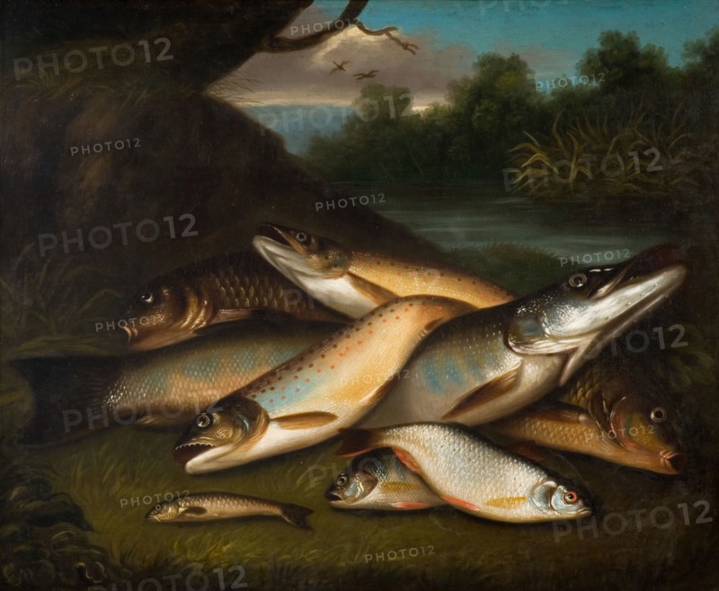 Fish