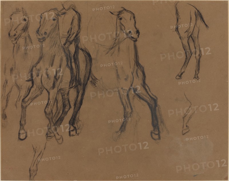 Study of Horses