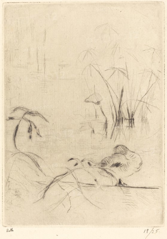 Ducks at Rest on the Bank