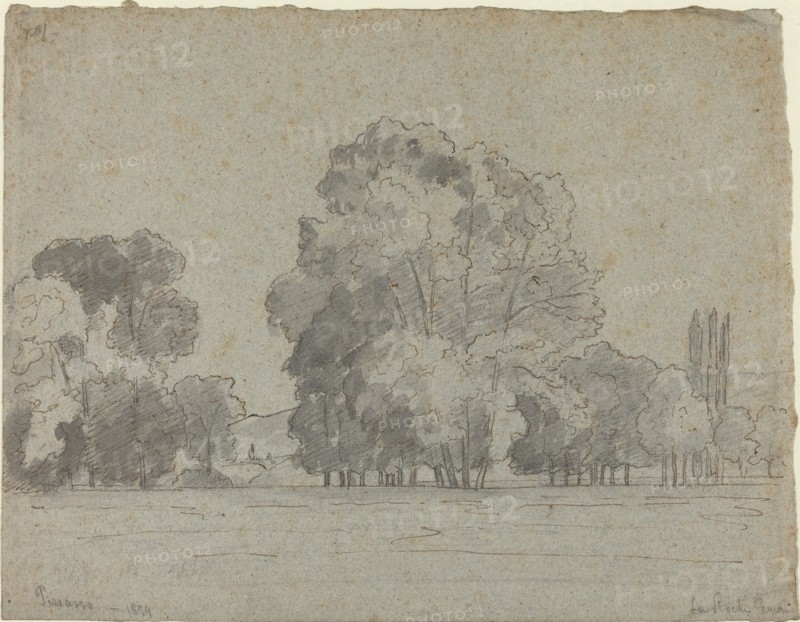 Grove of Trees