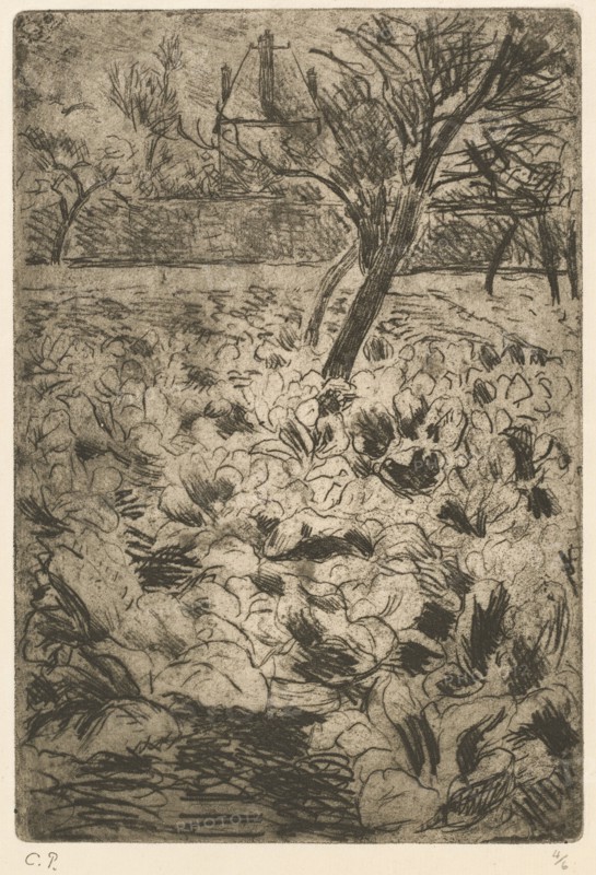 The Cabbage Field