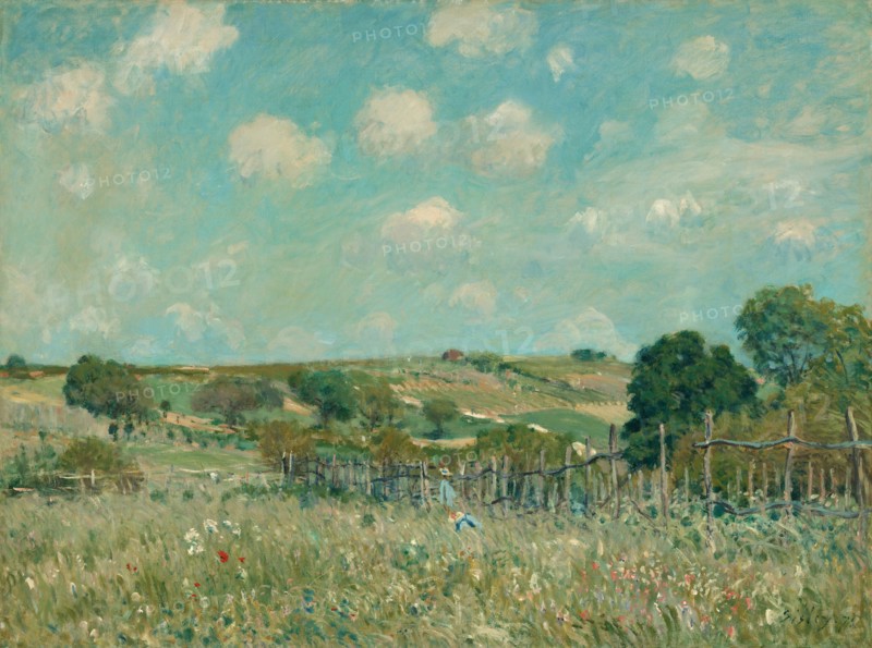 Meadow