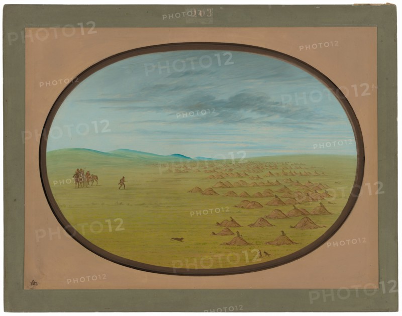 Prairie Dog Village