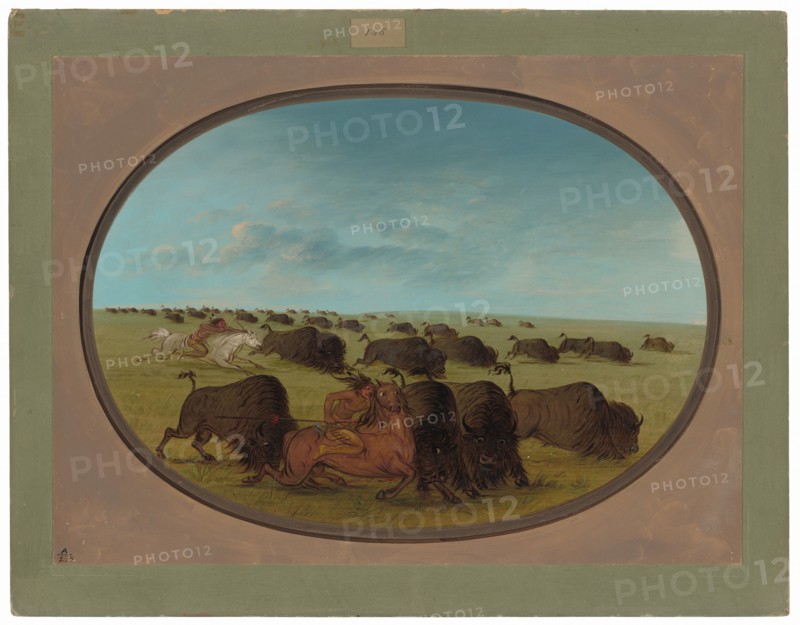 Buffalo Chase