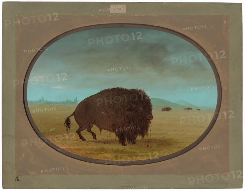 Wounded Buffalo Bull