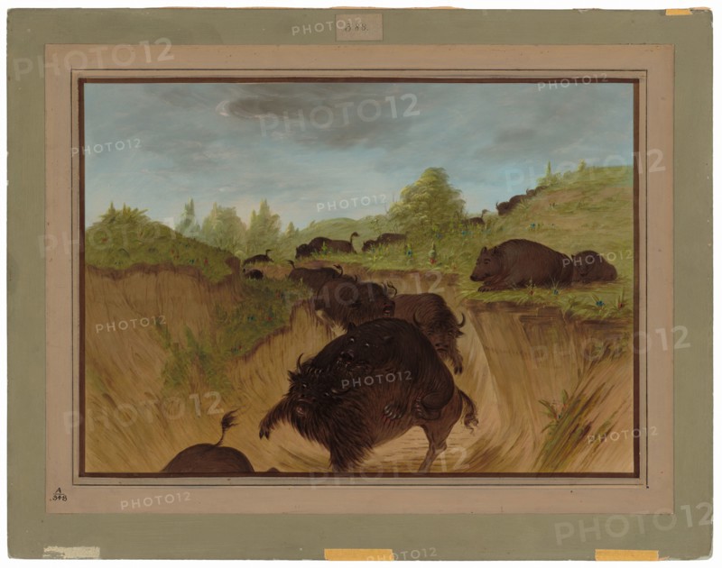 Grizzly Bears Attacking Buffalo