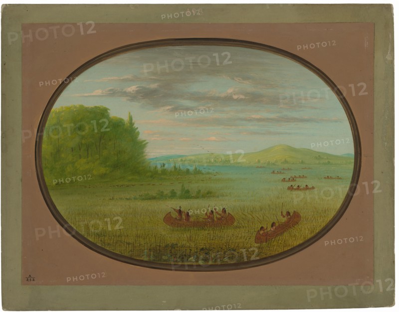Gathering Wild Rice - Winnebago